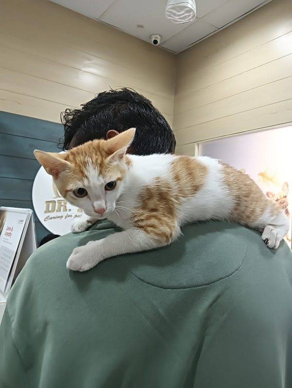 Dr Pet